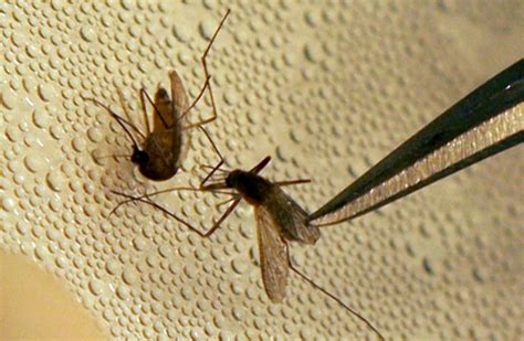 4th positive West Nile sample of 2023 found in Williamson County